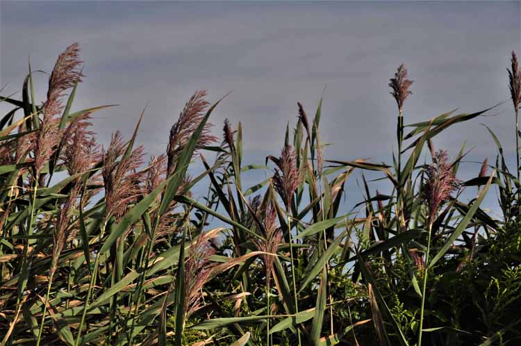 seagrass